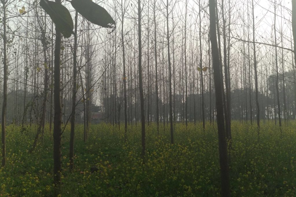 tree-outside